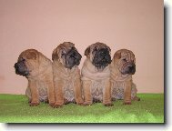 Shar-Pei