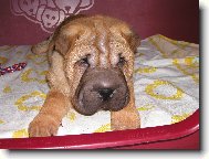 Shar-Pei