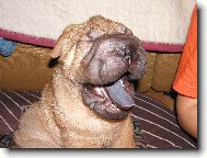 Shar-Pei