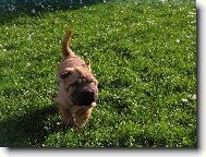 Shar-Pei