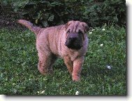 Shar-Pei