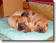 Shar-Pei