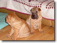Shar-Pei