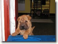 Shar-Pei