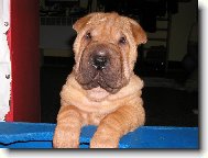 Shar-Pei