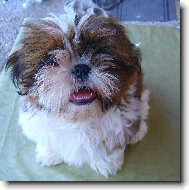 icu, Shih-Tzu