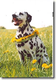 Dalmatinac, Dalmatian