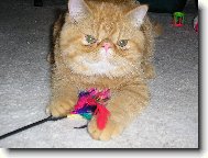 Exotic short hair cat