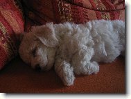 Bichon á poil frisé, Bichon Frise