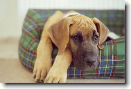 Deutsche Dogge