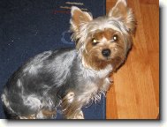 Jorkšírský terier, Yorkshire Terrier,