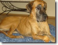 Deutsche Dogge