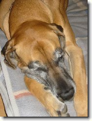 Deutsche Dogge