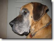 Deutsche Dogge