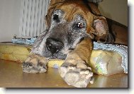 Deutsche Dogge