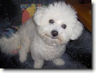 Bichon á poil frisé, Bichon Frise