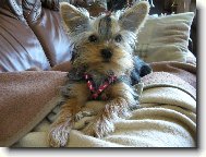 Jorkšírský terier, Yorkshire Terrier,