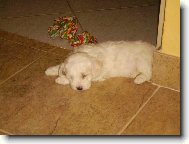 Bichon á poil frisé, Bichon Frise