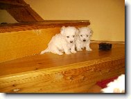 Bichon á poil frisé, Bichon Frise
