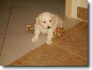 Bichon á poil frisé, Bichon Frise