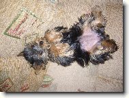 Jorkšírský terier, Yorkshire Terrier,