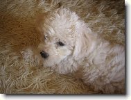 Bichon á poil frisé, Bichon Frise