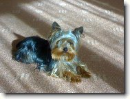 Jorkšírský terier, Yorkshire Terrier,