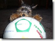 Jorkšírský terier, Yorkshire Terrier,