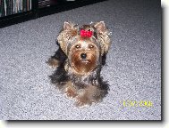 Jorkšírský terier, Yorkshire Terrier,