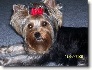 Jorkšírský terier, Yorkshire Terrier,