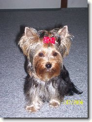 Jorkšírský terier, Yorkshire Terrier,