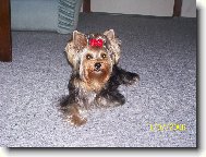 Jorkšírský terier, Yorkshire Terrier,