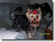 Jorkšírský terier, Yorkshire Terrier,