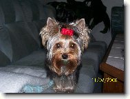 Jorkšírský terier, Yorkshire Terrier,