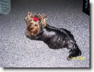 Jorkšírský terier, Yorkshire Terrier,