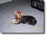 Jorkšírský terier, Yorkshire Terrier,