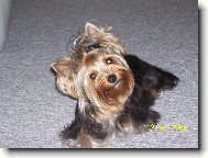Jorkšírský terier, Yorkshire Terrier,