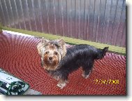 Jorkšírský terier, Yorkshire Terrier,