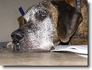 Deutsche Dogge