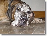 Deutsche Dogge