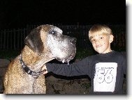 Deutsche Dogge