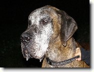 Deutsche Dogge