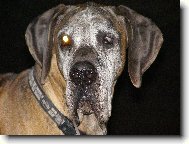 Deutsche Dogge