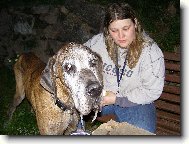 Deutsche Dogge