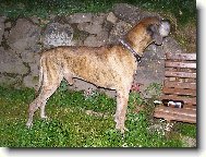 Deutsche Dogge