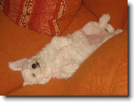 Bichon á poil frisé, Bichon Frise