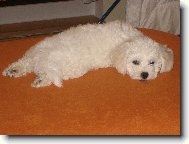 Bichon á poil frisé, Bichon Frise