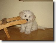 Bichon á poil frisé, Bichon Frise