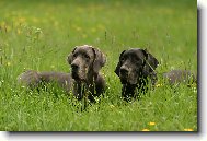 Deutsche Dogge