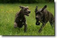 Deutsche Dogge